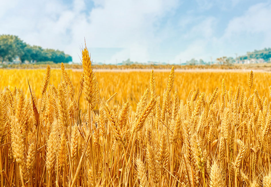 ������ʱ��(�й���)�ٷ���վ